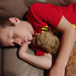 Aussiedoodle, Goldendoodle, and Labradoodle Puppies from Loving Doodle