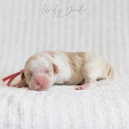 Pink Collar Girl - Caramel ice female Australian Labradoodle puppy in Thousand Oaks, California from Lovely Doodle Lane