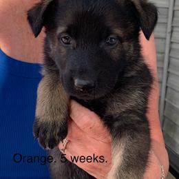 S litter - Sable female German Shepherd puppy in Effingham County, Illinois from Delaney Working Dogs