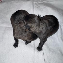 Boy 1 - Brindle male Scottish Terrier puppy in Scurry, Texas from Starlight Scotties of Texas