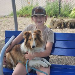 Walker - Shetland Sheepdog