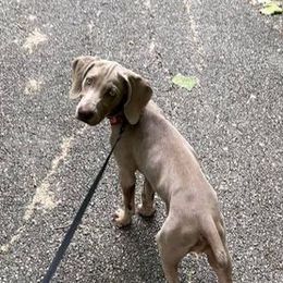 Weimaraner Puppies from Miller's Weimaraners