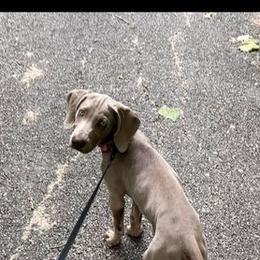 Weimaraner Puppies from Miller's Weimaraners