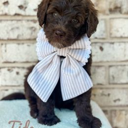 Tide - Chocolate male Goldendoodle puppy in Dallas County, Texas from Dream A Little Doodle