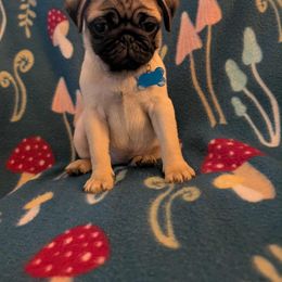 Pug Puppies from Lisa's Pugalicious Pugs