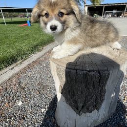 Pembroke Welsh Corgi Puppies from Alexander McGary