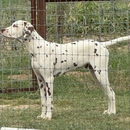 Gus - Dalmatian