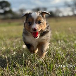 BMM - Blue merle male Toy Australian Shepherd puppy in Lindale, Texas from Circle JTS Ranch