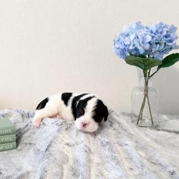 Oakley - Tri-color female Cavalier King Charles Spaniel puppy in Conroe, Texas from CURTIS CAVALIERS