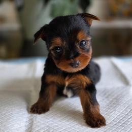 Tiny's Boy 2 - Black and tan male Yorkshire Terrier puppy in Aiken, South Carolina from Sio's Yorkies