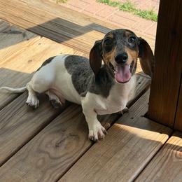 Klaus - Dapple male Dachshund puppy in Industry, Illinois from KDKs Kennels