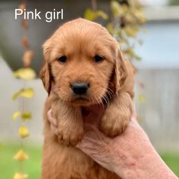 Pink - Dark golden female Golden Retriever puppy in Calistoga, California from Willow’s AKC Golden Retrievers