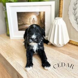 Cedar - Black and chalk male Australian Labradoodle puppy in Palmdale, California from Heavenly Doodles