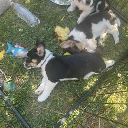 Pembroke Welsh Corgi Puppies from Db’s Pembroke Welsh Corgis