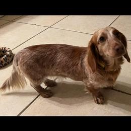Churro - Dachshund