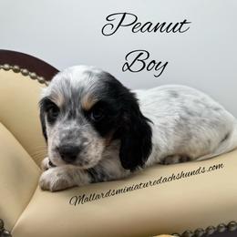 Peanut - Dapple male Dachshund puppy in Montevallo, Alabama from Mallard's Miniature Dachshunds