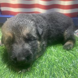 Girl 6 - Black and tan female German Shepherd puppy in Joshua, Texas from American Viking GSD Ranch