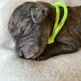 Tarzan - Merle male Goldendoodle puppy in Zephyrhills, Florida from Just Tails Doodle