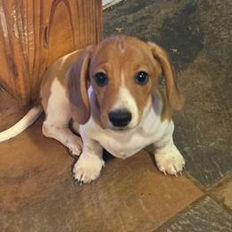 Dakota - Red male Dachshund puppy in Blair, Oklahoma from North Fork Doxies-Okla