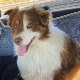 Bear - Australian Shepherd