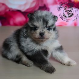 Emerald - Blue merle male Pomeranian puppy in Fultonville, New York from Sandy Aussies & Pomeranians