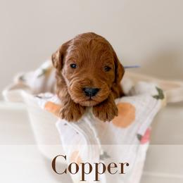 Copper - Red  male Goldendoodle puppy in Melba, Idaho from KZ Doodles