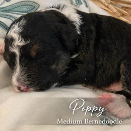 Poppy - Tri-color female Bernedoodle puppy in Huntsville, Alabama from Falcon Ridge Doodles