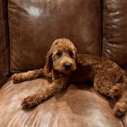 Sienna - Goldendoodle