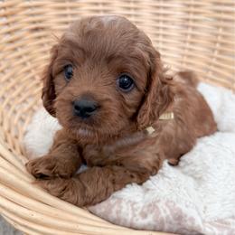 Pretzel - Red male Cavapoo puppy in Apache Junction, Arizona from Coffey House Doodles