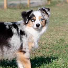 Cyndi - Toy Australian Shepherd