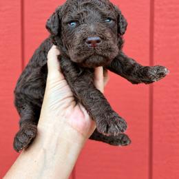 Papa John Chocolate English - Chocolate male Goldendoodle puppy in Grove, Oklahoma from Guinn Family Farms