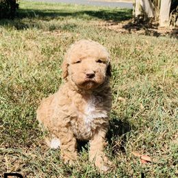 Goldendoodle and Sheepadoodle Puppies from Paw City Doodles