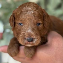 Lady - Red  female Goldendoodle puppy in Yuciapa, California from AlltheDoodlez_