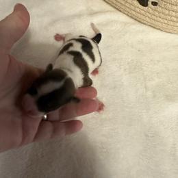 Boy 5 - Black brown and white male Papillon puppy in Middleville, Michigan from Cheryl's Papillons
