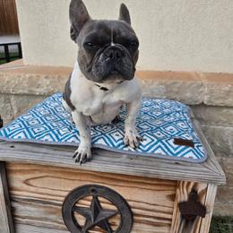 French Bulldog puppies from West Texas Dachshunds LLC