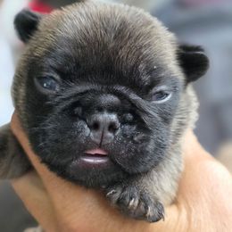 Brown collar boy Vice - Fawn male French Bulldog puppy in Polk City, Florida from Best Friend Frenchies, LLC