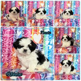 Nikolai - Tricolor male Shih Tzu puppy in Yelm, Washington from Lala's All Star Shih Tzu