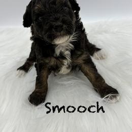 Smooch - Phantom male Poodle puppy in Wheatland, California from Sapphire Ridge Poodles