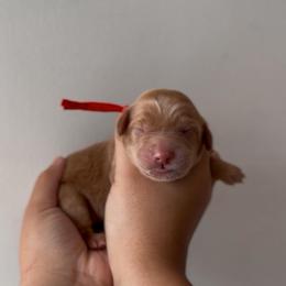 Yam - Caramel male Australian Labradoodle puppy in Belding, Michigan from Rutu Australian Labradoodles