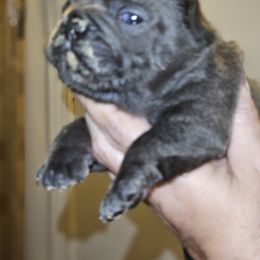 Dachshund and French Bulldog Puppies from Black Thunder 517 Cane Corso and Dachshunds