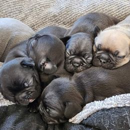 French Bulldog Puppies from Fair Oaks Frenchies