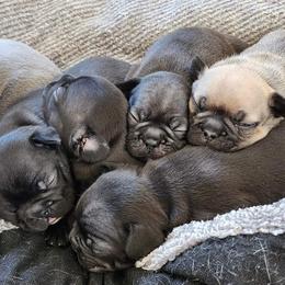 French Bulldog Puppies from Fair Oaks Frenchies