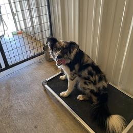 Border Collie puppies from Woolly Farms