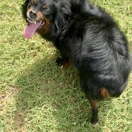 Jada - Miniature Australian Shepherd