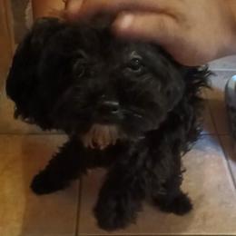 Cookie - Black female Cavapoo puppy in East Providence, Rhode Island from Marta's Cavaliers