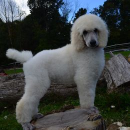 Poodle Puppies from D and D Standard Poodles