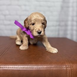 Purple collar female - Apricot female Goldendoodle puppy in Piedmont, South Carolina from The Farm at Saluda Ridge