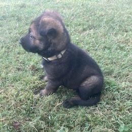 Lana - Sable female German Shepherd puppy in Milan, Illinois from Stonewick German Shepherds