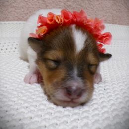 Pink Collar, Sable Headed White Female - White female Collie puppy in Gleason, Tennessee from Liberty Collies