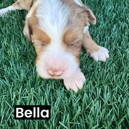 Bella - Red merle female Aussiedoodle puppy in Bakersfield, California from Annie's Aussies